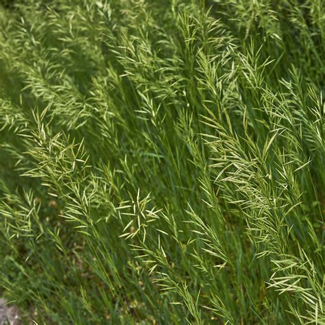 Brome Grass (Bromus) - Great Basin Seeds