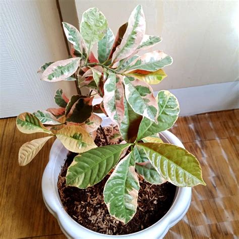 Picara / Chinese Croton Plants with Pot Indoor or Outdoor Houseplants ...