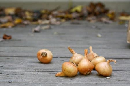 growing and harvesting potato onions | Chiot's Run