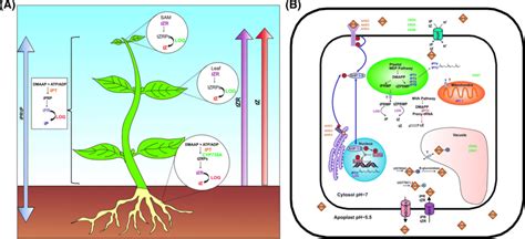 Cytokinin biosynthesis, transport, and homeostasis in plants. a Sites ...