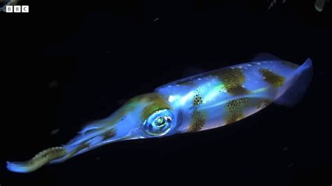 How Deep Sea Humboldt Squid Communicate With Light