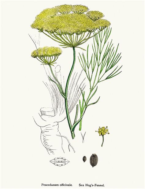 Fennel Plant Scientific Illustration by Mashuk