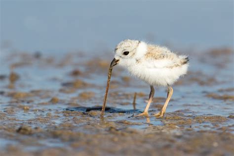 Piping Plover Chick Feeding | Smithsonian Photo Contest | Smithsonian Magazine