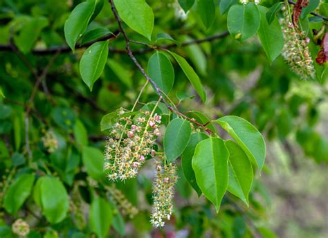 The Unique Look Of A Black Cherry Tree In Missouri Stock Photo - Download Image Now - iStock