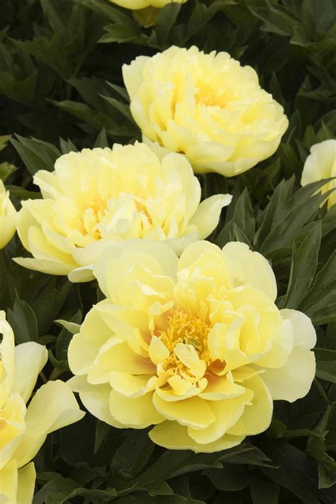 Bartzella Itoh Peony has very large, bright yellow double blossoms with ...