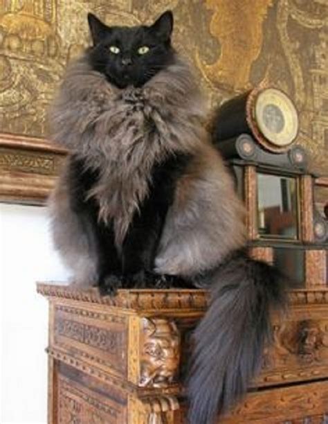 15 Cats Who Have Amazingly Unique Fur Patterns – CoolerPress