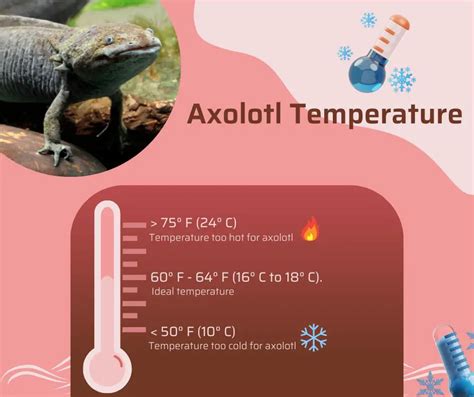 Axolotl Temperature (Tips to Maintain an Ideal Temperature)