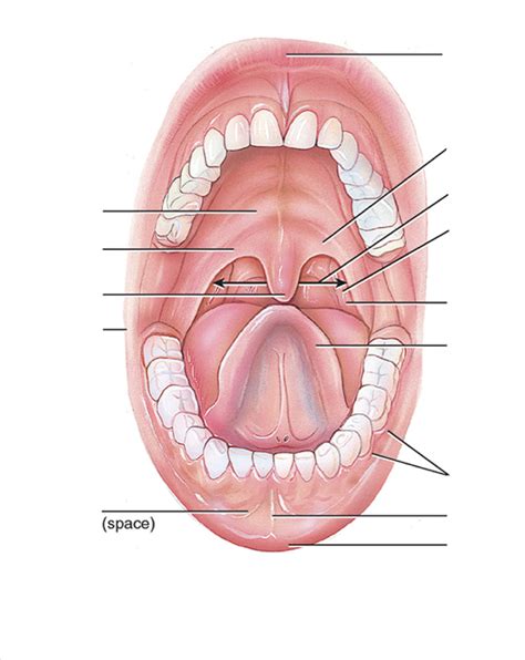 the mouth Diagram | Quizlet