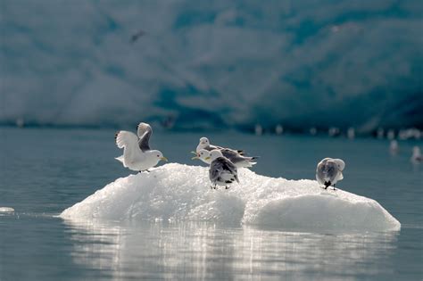 Wildlife in the Arctic - Entouriste