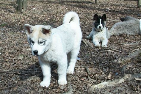 Huskita puppies #husky #akita | Beautiful Creatures | Pinterest | Puppy ...