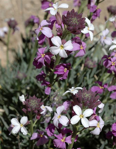 Flower Gallery :: Brassicaceae :: NIKA2970