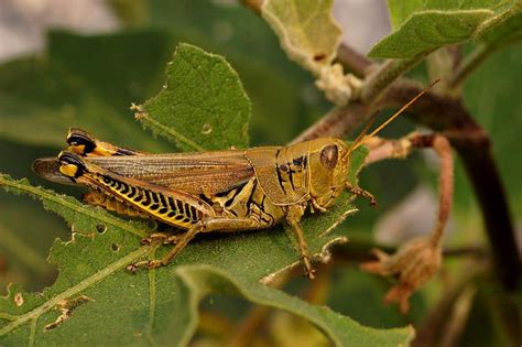 Grasshopper Facts For Kids | Grasshopper Diet & Habitat | Grasshopper facts, Facts for kids, Insects