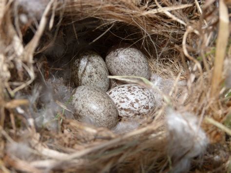 House sparrow (nest & eggs + cowbird egg) | Project Noah