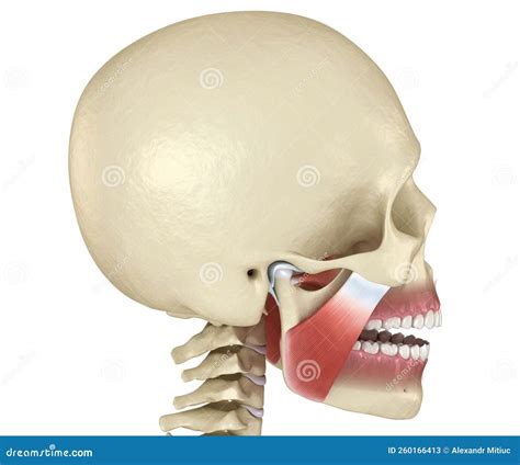 TMJ: The Temporomandibular Joints. Healthy Occlusion Anatomy. Medically ...