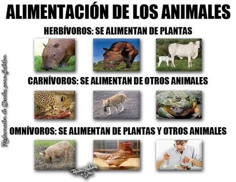 Imagen De Animales Carnivoros Y Herbivoros - stoneevent.blogspot.com