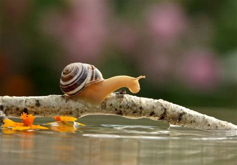 23 Incredibly Cute Snail Photos by Vyacheslav Mishchenko