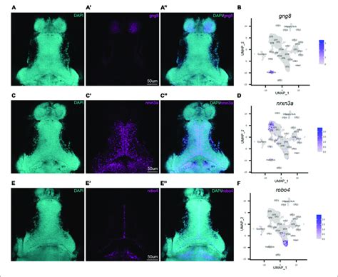 | HCR RNA-FISH validates bioinformatic findings and spatially locates ...