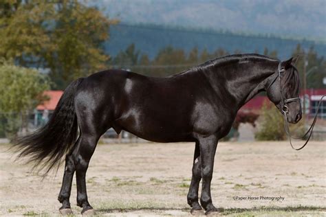 Canadian Horse (History, Facts, Qualities, Color & More 2020)