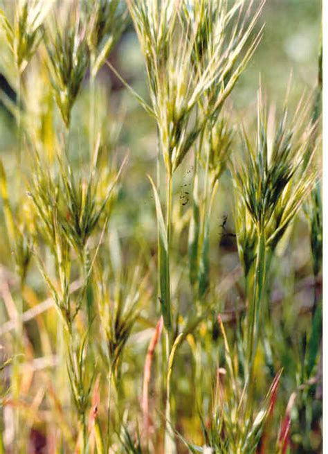 Bromus madritensis L