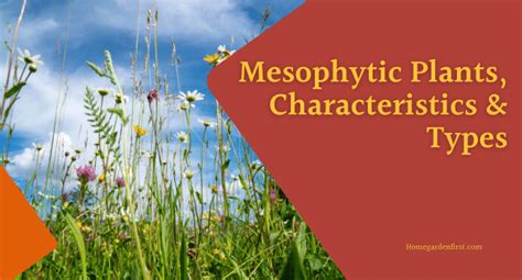 Mesophytic Plant Types & Characteristics | All about Mesophytes