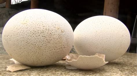 Local family finds unique ostrich eggs