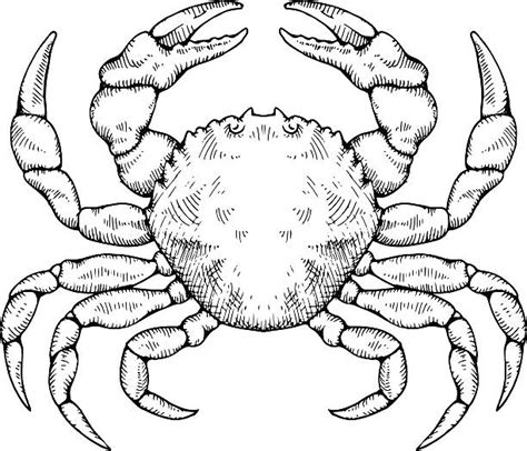 Drawing Of Cancer Crab Horoscope Sign Zodiac Illustrations, Royalty ...