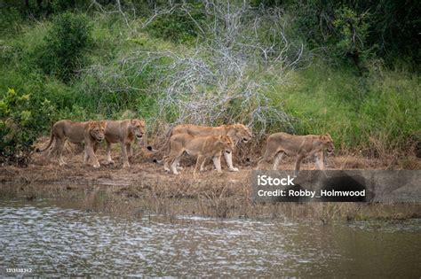 African Lion Pride Stock Photo - Download Image Now - Africa ...