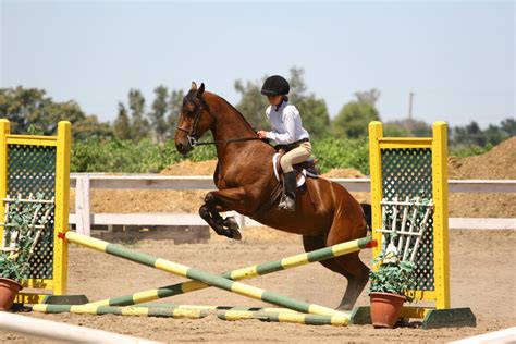 Bay Horse Jumping Crossrail by HorseStockPhotos on DeviantArt