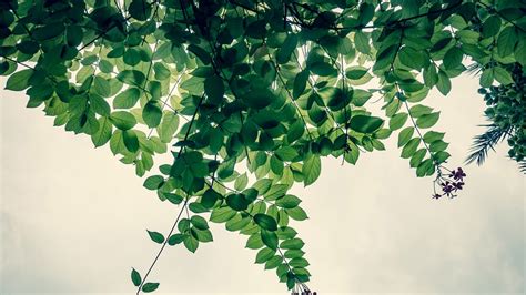 Sage Green Leaves Branches In White Background HD Sage Green Wallpapers | HD Wallpapers | ID #83431