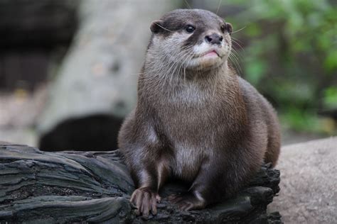 Oriental Small-clawed Otter (Selected Mammals Of Borneo) · NaturaLista Mexico