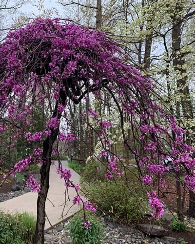 10+ Dwarf Redbud Tree Varieties – World of Garden Plants