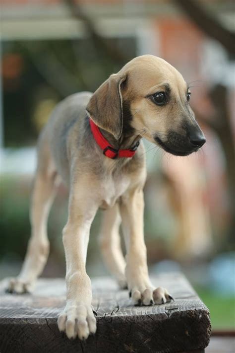 All About Sloughi Dog Breed – Origin, Behavior, Trainability, Facts ...