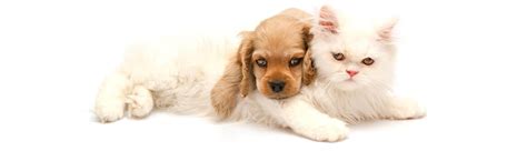 Veterinary Services | Arlington Animal Hospital