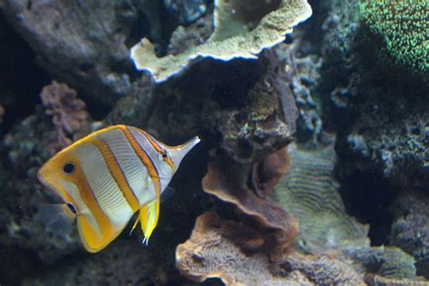 Pretty Orange Fish | Looks like a tang but a nice orange col… | Ed Bierman | Flickr