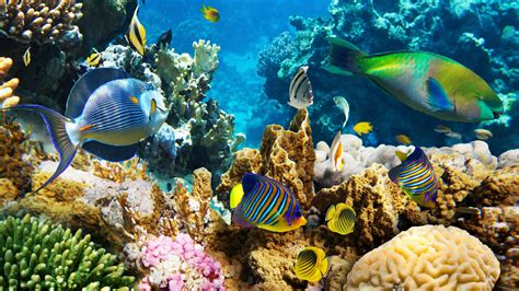 Wallpaper ID: 1002751 / 1080P, vertebrate, underwater world, swimming ...