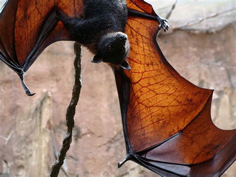 1000+ best images about Animals - bats on Pinterest | Megabat, Baby bats and Australia