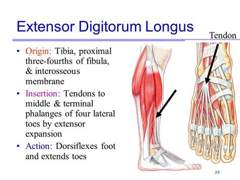 Muscle anatomy, Physical therapy exercises, Medical assistant student