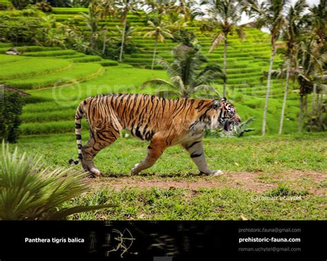 Bali tiger by Rom-u on DeviantArt