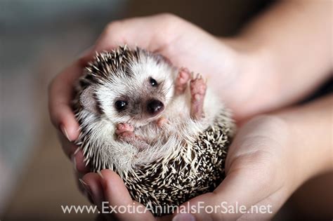 Hedgehogs For Sale