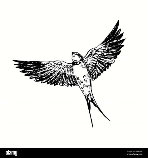 Hand drawn swallow bird flying . Ink black and white drawing Stock Photo - Alamy