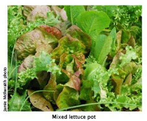 Lettuce Growing Tips - Burke's Backyard