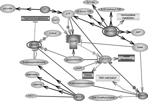 Signaling pathways. The schematic was developed using Pathway Studio ...