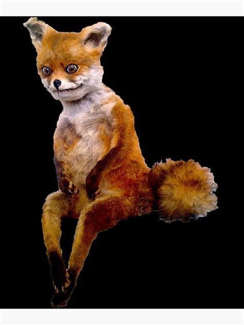 "Stoned fox the Taxidermy Fox Meme " Photographic Print for Sale by ...