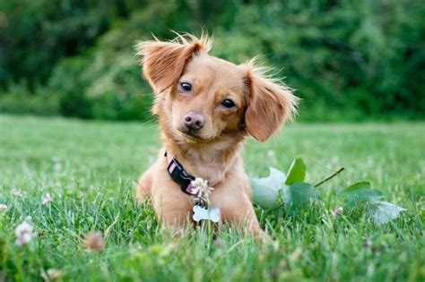 31 Toy Dog Breeds That Are Adorably Small — Cute Miniature Dogs