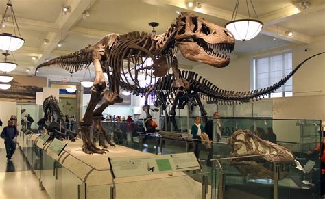 American Museum Of Natural History Dinosaur