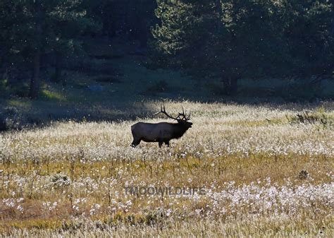 Rocky Mountain National Park | Tmoo Wildlife