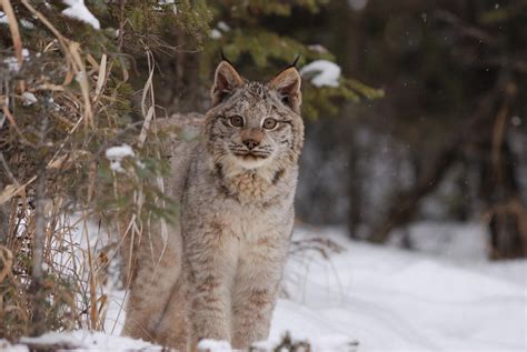 Canadian Lynx In Snow