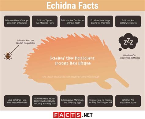 Top 14 Echidna Facts - Anatomy, Behavior, Lifespan & More | Facts.net