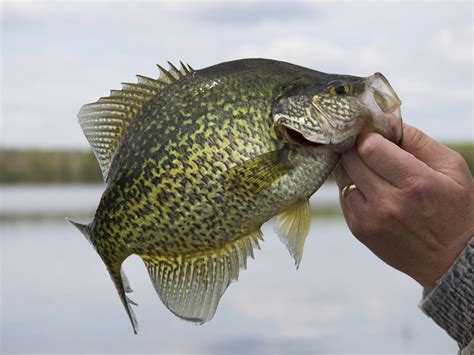 The Biggest Crappie Ever Caught