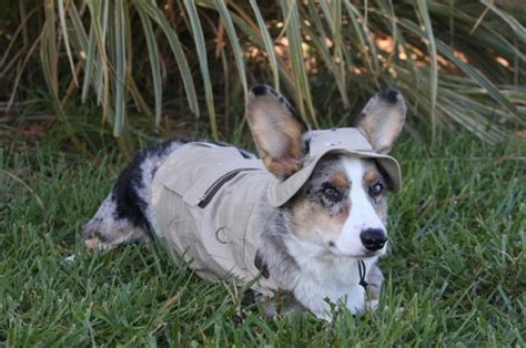 The Only Cute Corgi Halloween Costume Post (90 pics) - Izismile.com